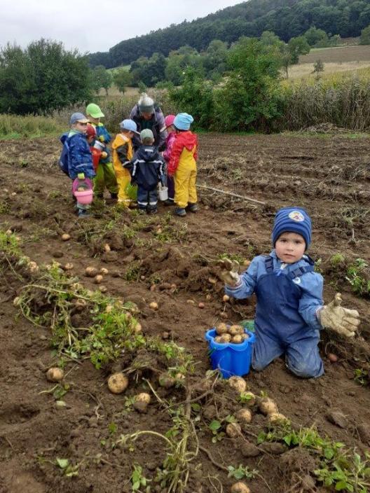 Kartoffelernte bei den Füchsen