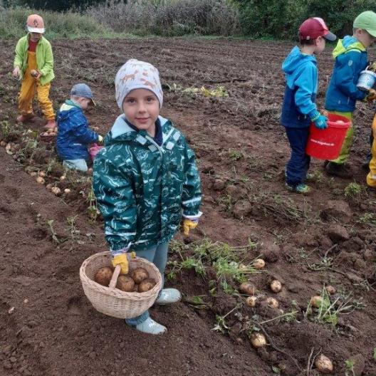 Kartoffelernte bei den Füchsen