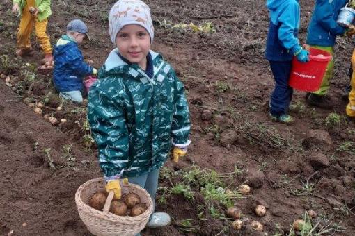 Kartoffelernte bei den Füchsen