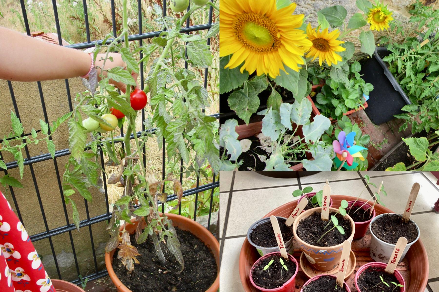 Storchenprojekt 2023